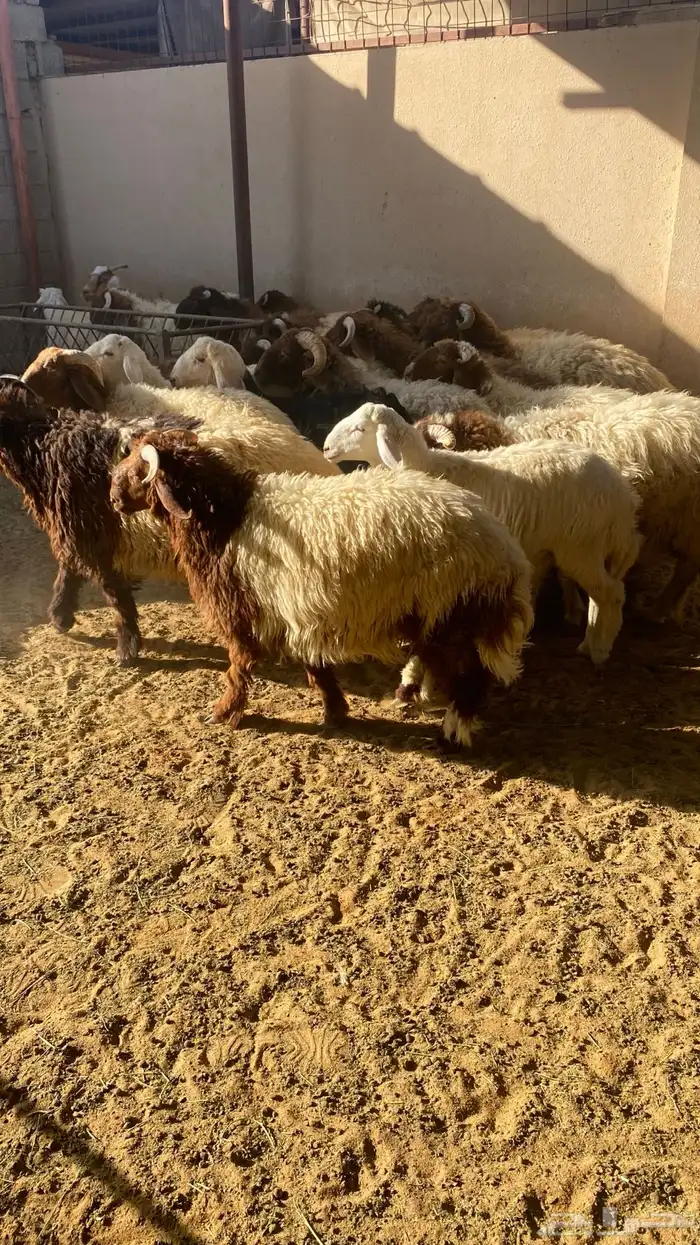 يوجد ذبايح (نعيم - حريات- وتيوس - ومعزاء) 5