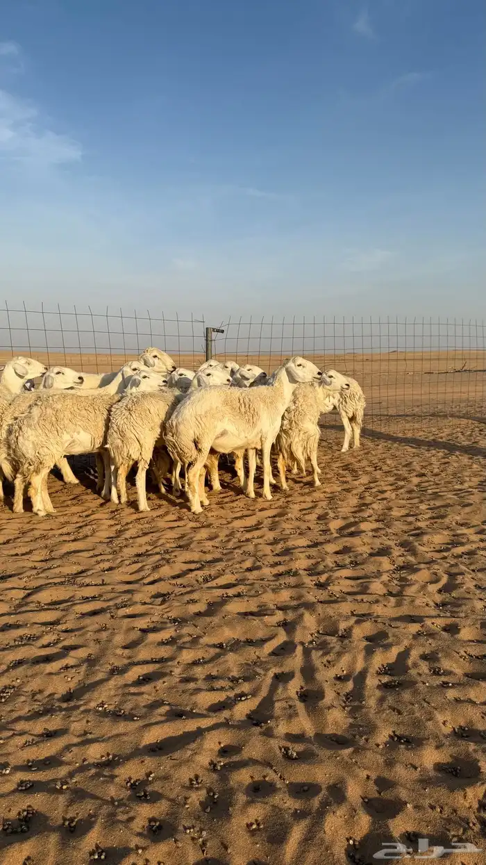 رخال حريات دفيع منوة مدور الصنف 0