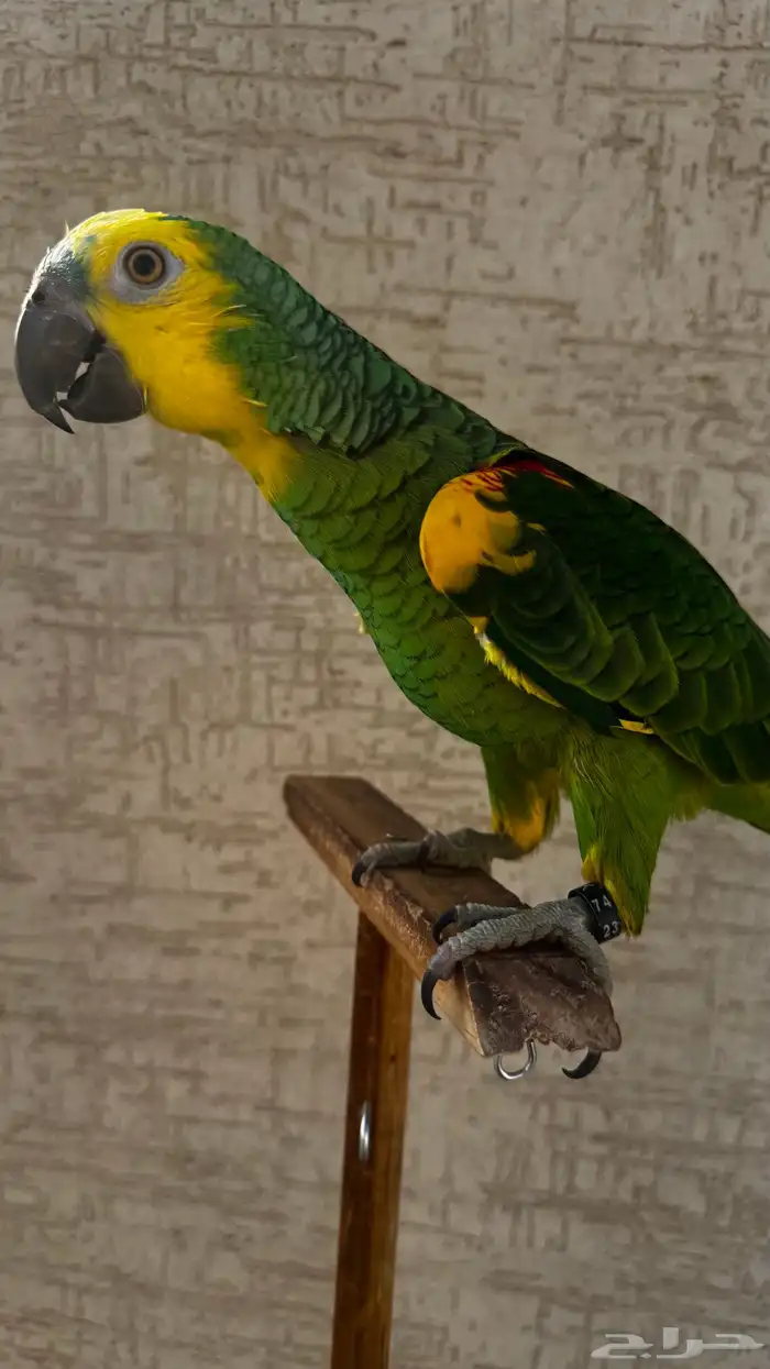 ببغاء أمازون بلو فرنتد جاكو محجل محلي 3