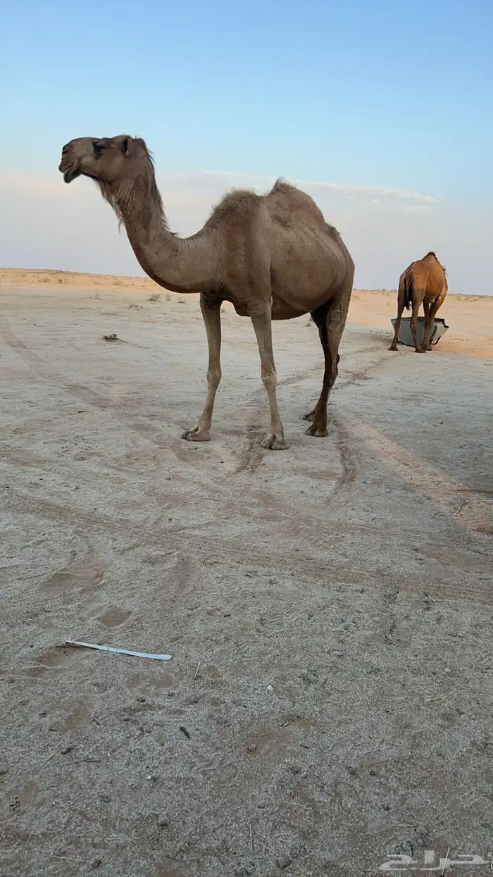 ابل للبيع 3