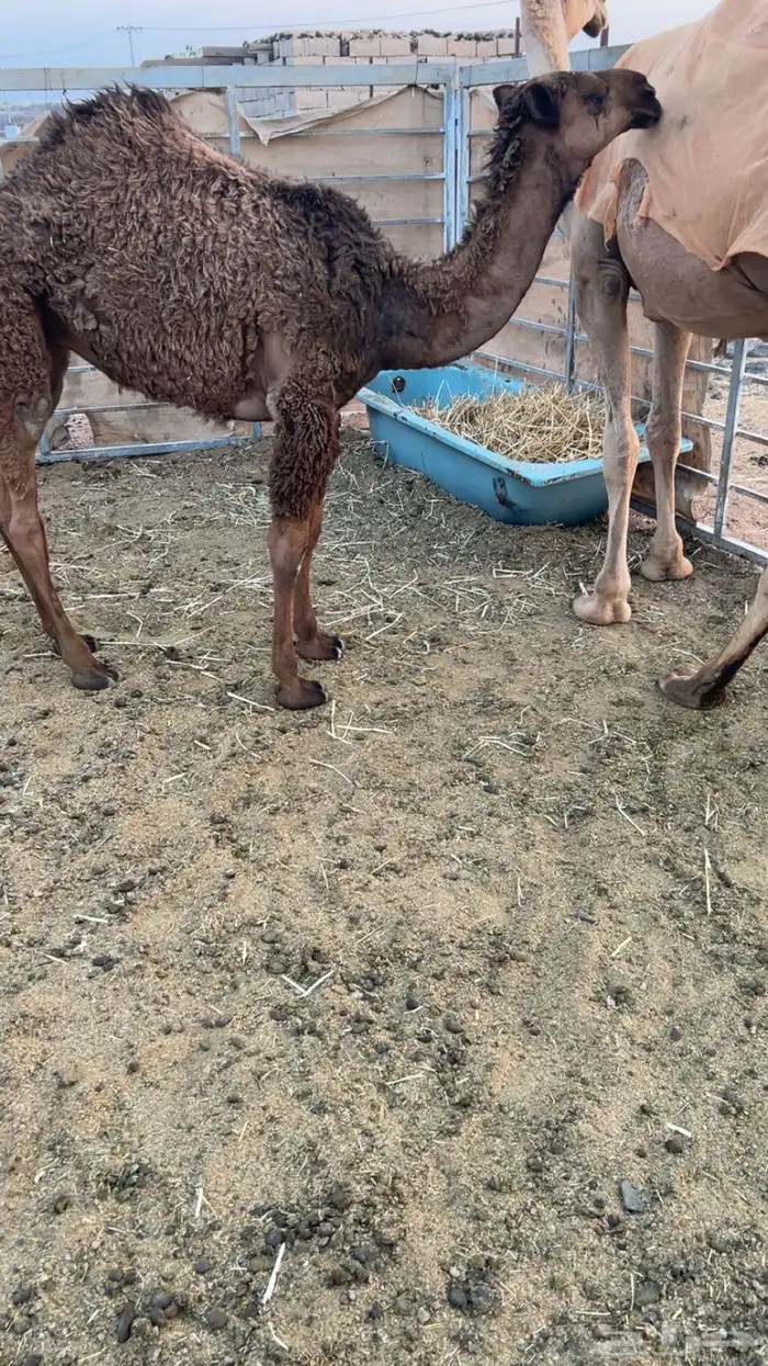 بكره كفو 1
