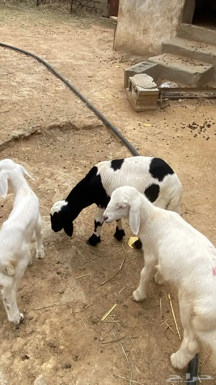 خروف وثنتين رخال دواغير 5