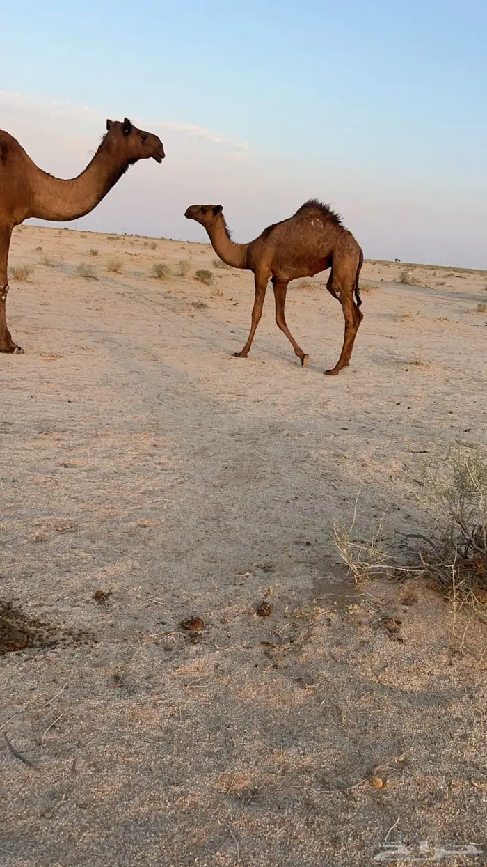 ابل للبيع 1