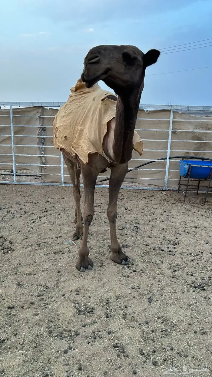 بكره صفرا 1
