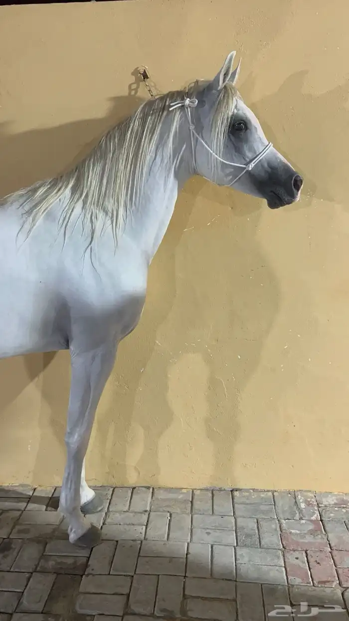 حصان شعبي 5