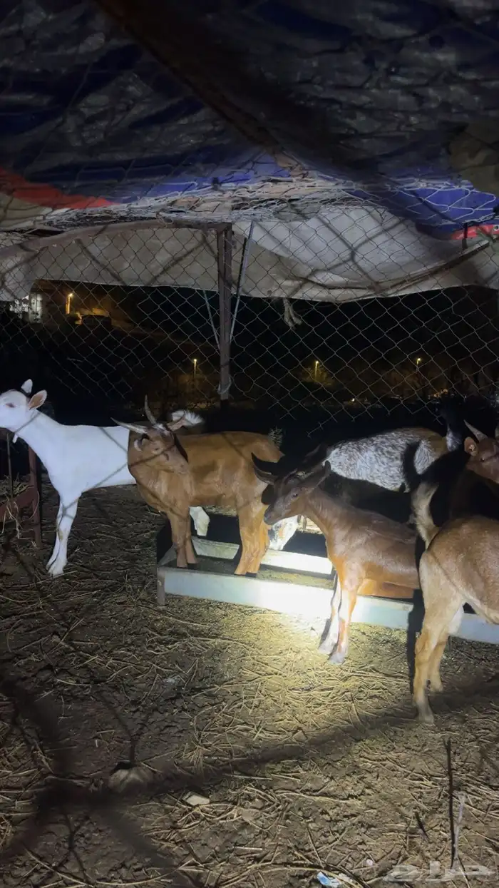 جذعان رجال المع تيوس غنم 0