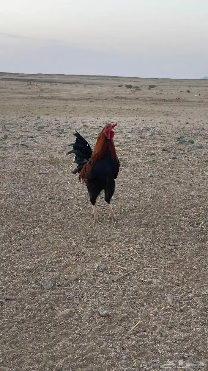 ديك. ديوك 2