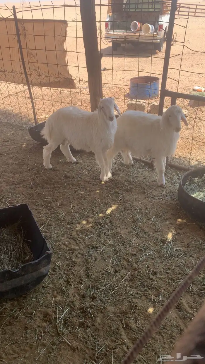للبيع طليان 3