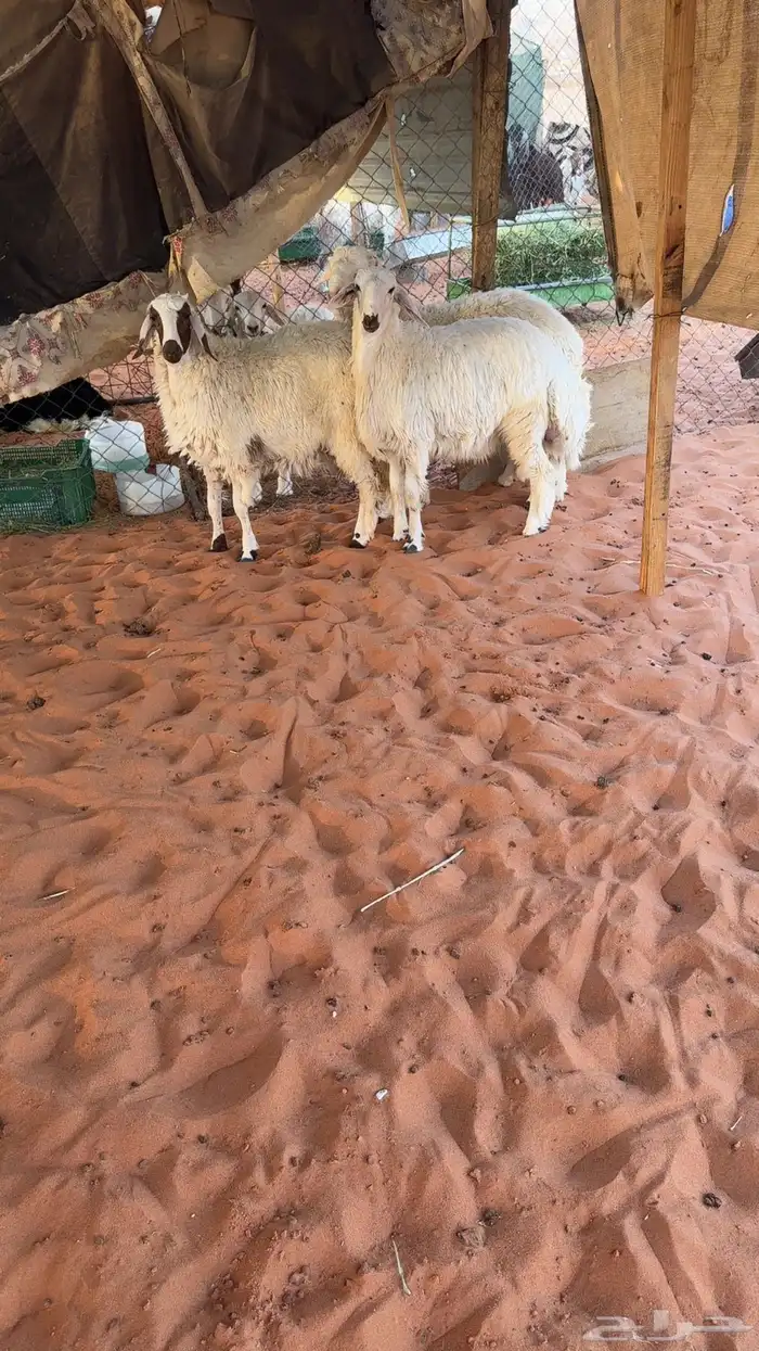 3 طليان نعيم مهجن 3