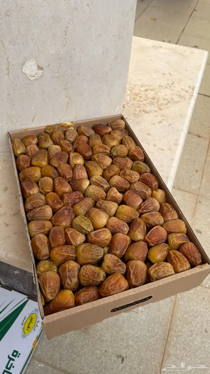 تمر مفتل و جلكسي 0