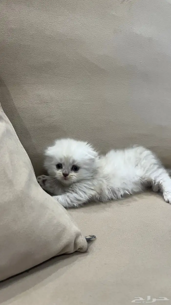 كتن سكوتش فولد 0