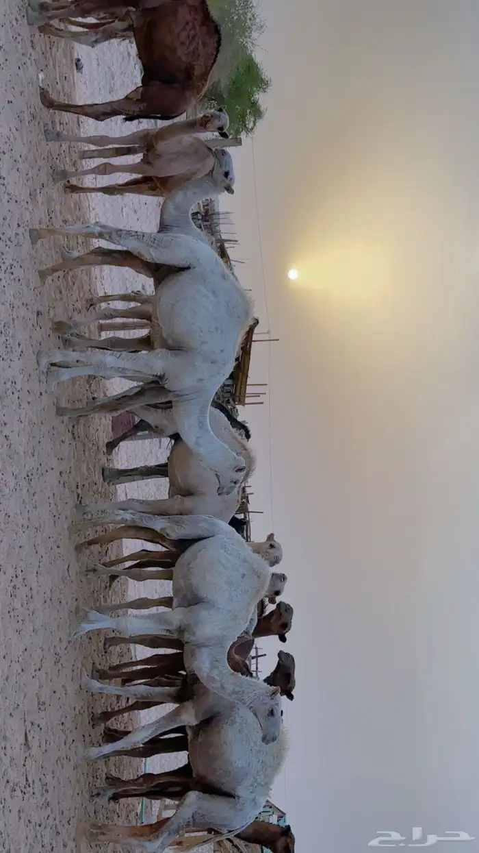 حشو قعدان شحم فل الموقع عفيف 1