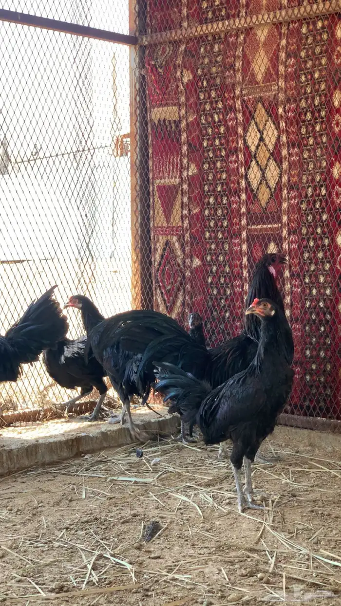 دجاج سومطرة 1