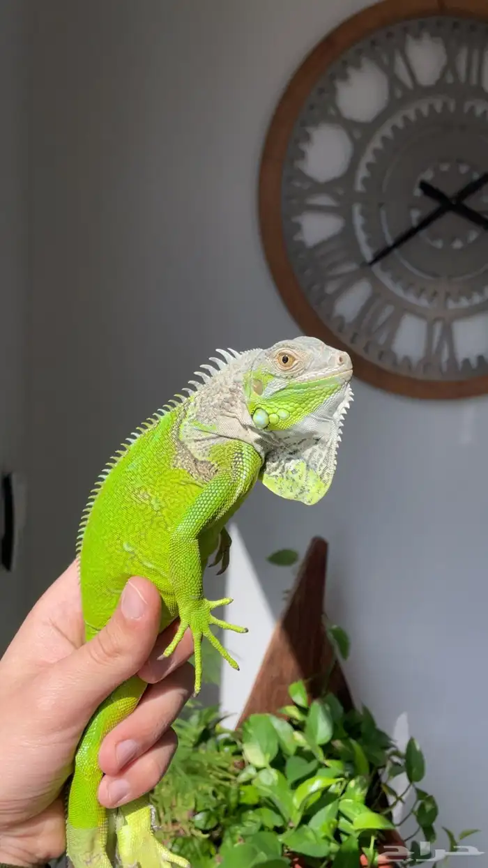 إغوانا خضراء 0