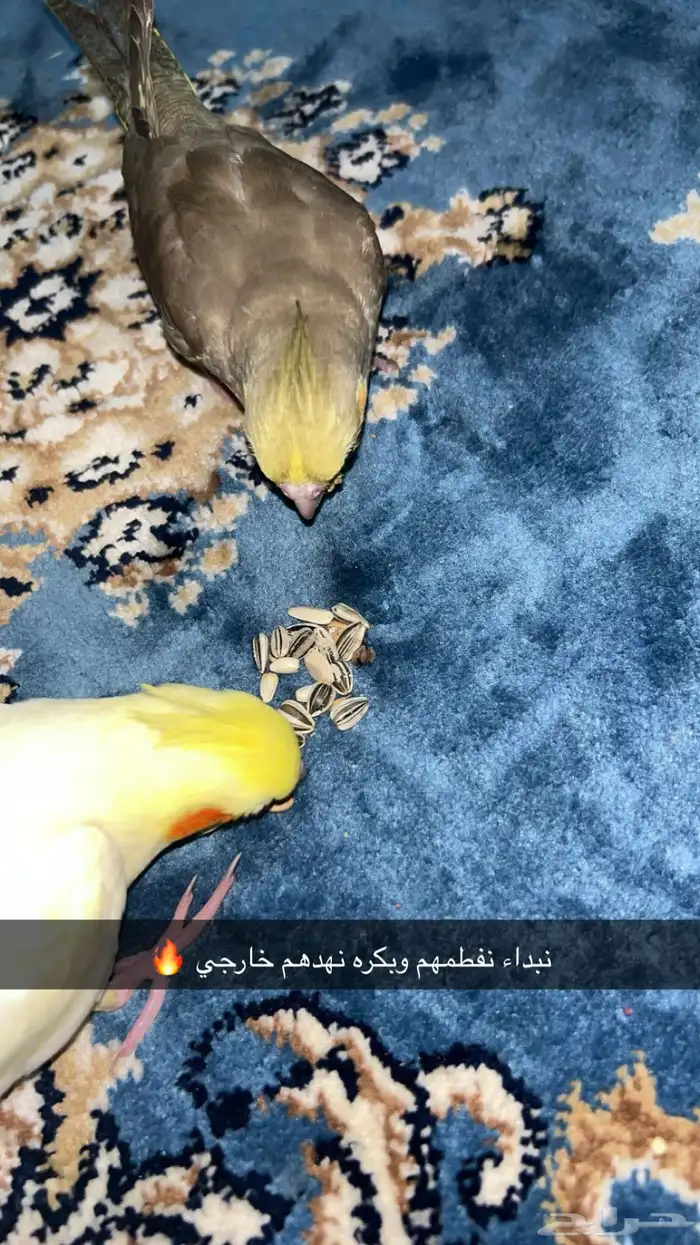 فرخ كروان اليف وهدد خارجي 6