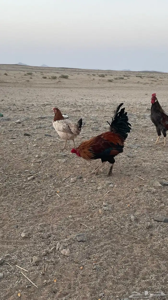 ديك. ديوك 4
