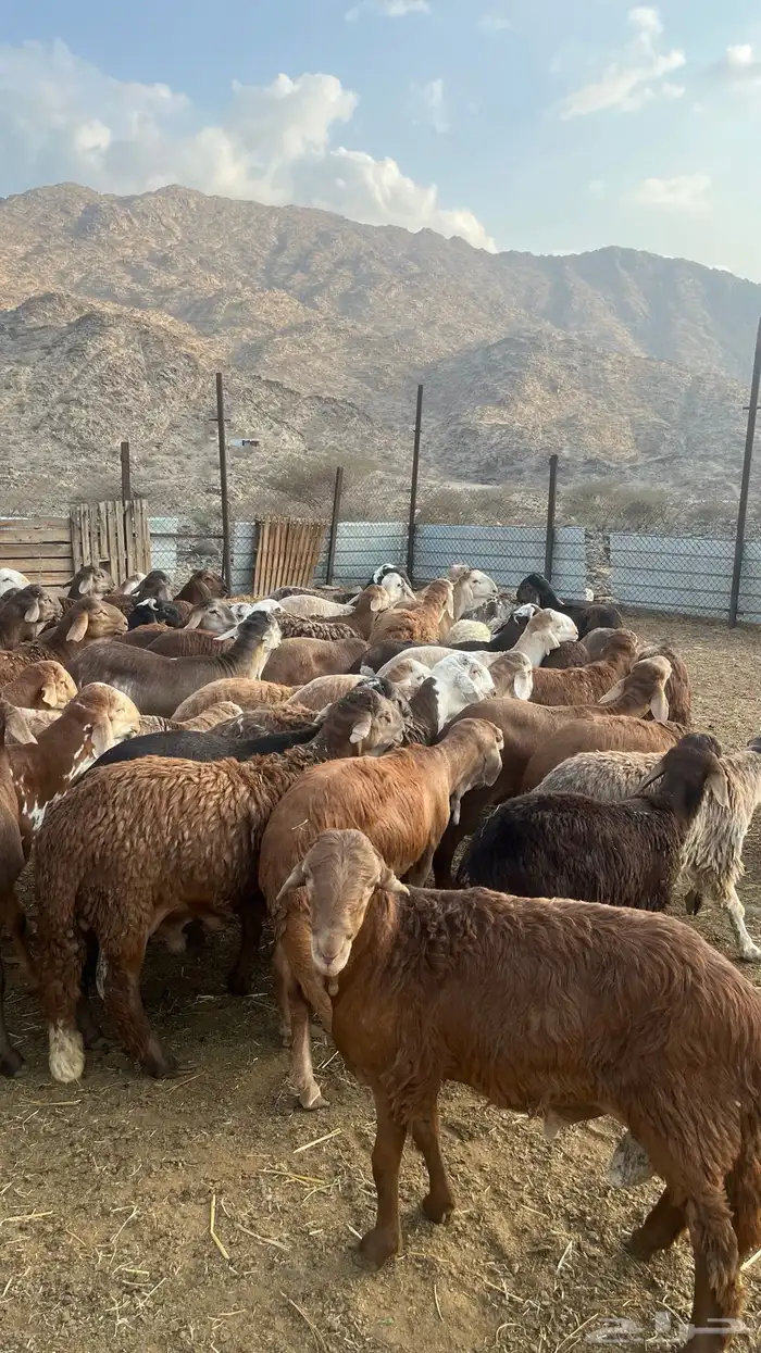 سواكن فلل شحم ولحم 3