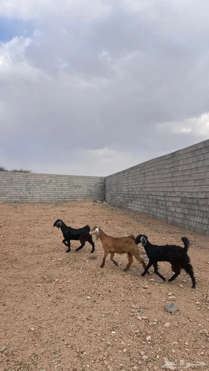 جفار عوارض 0