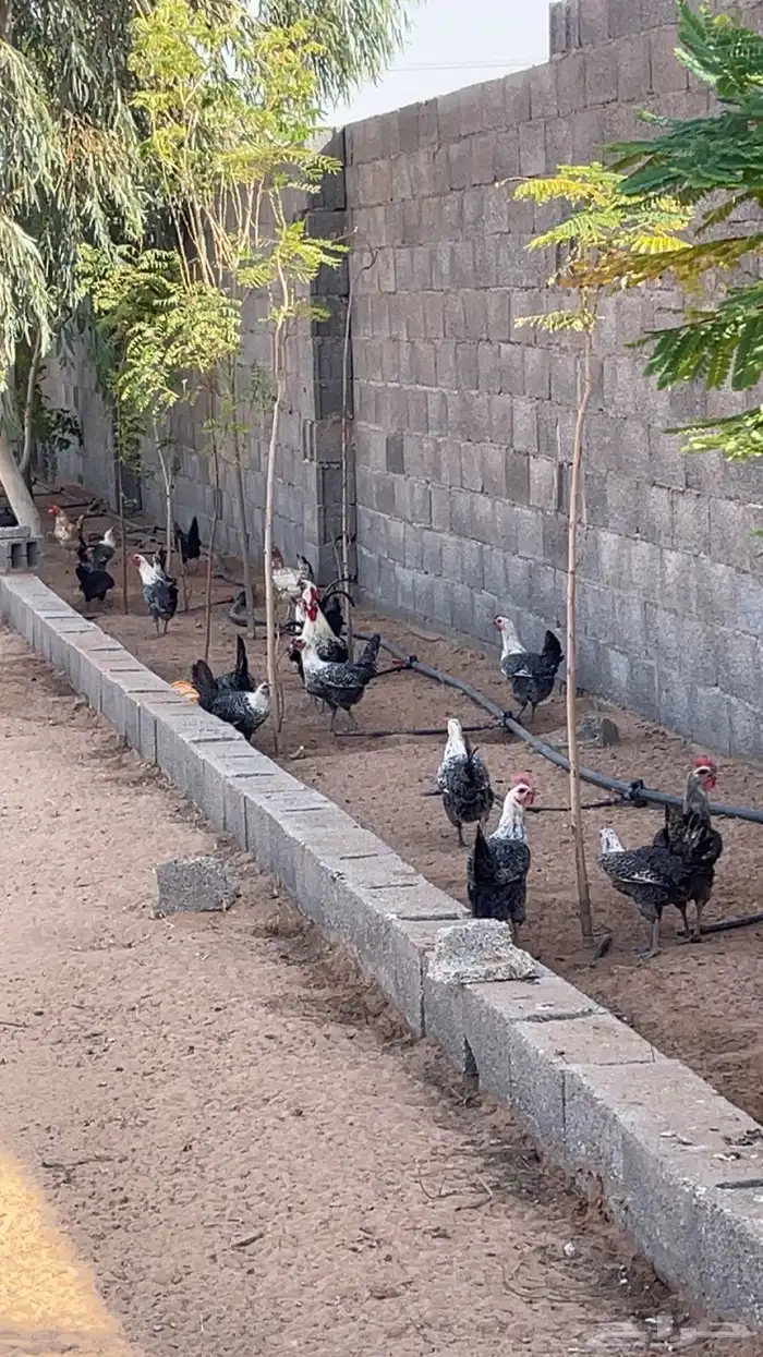 دجاج فيومي 1