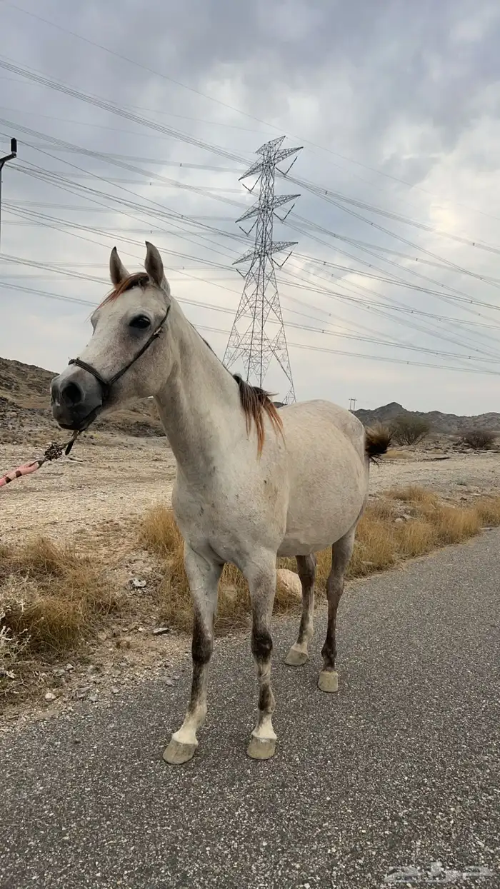 فرس شعبيه فاخره 0