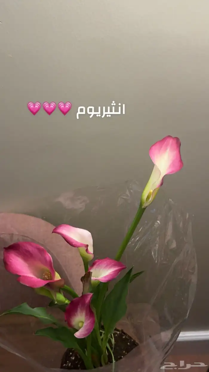 نباتات داخليه 7