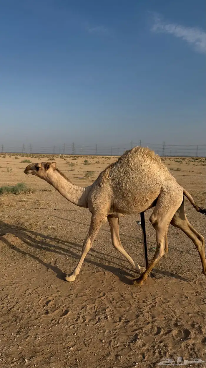 حاشي طيب 0