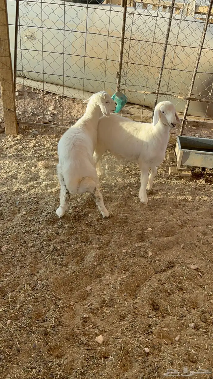 خرفان 2