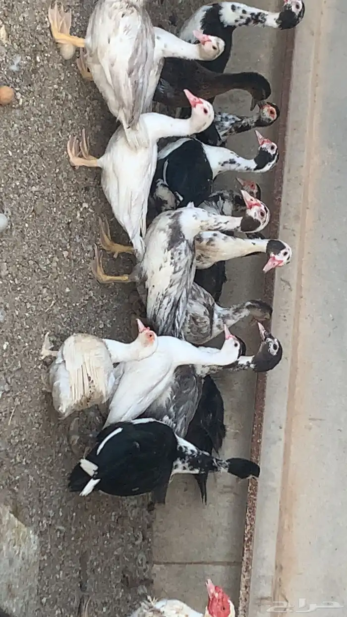 بط مصري للبيع 4