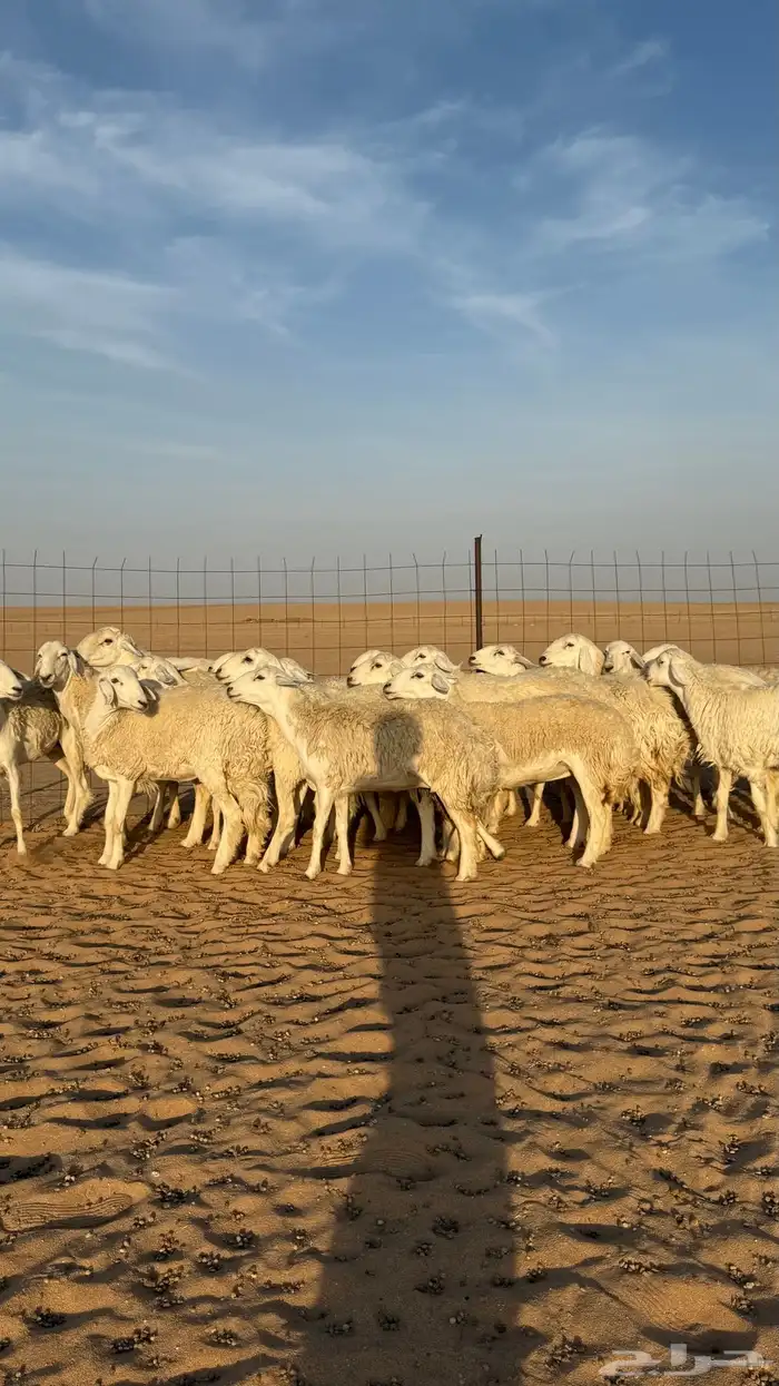 رخال حريات دفيع منوة مدور الصنف 2
