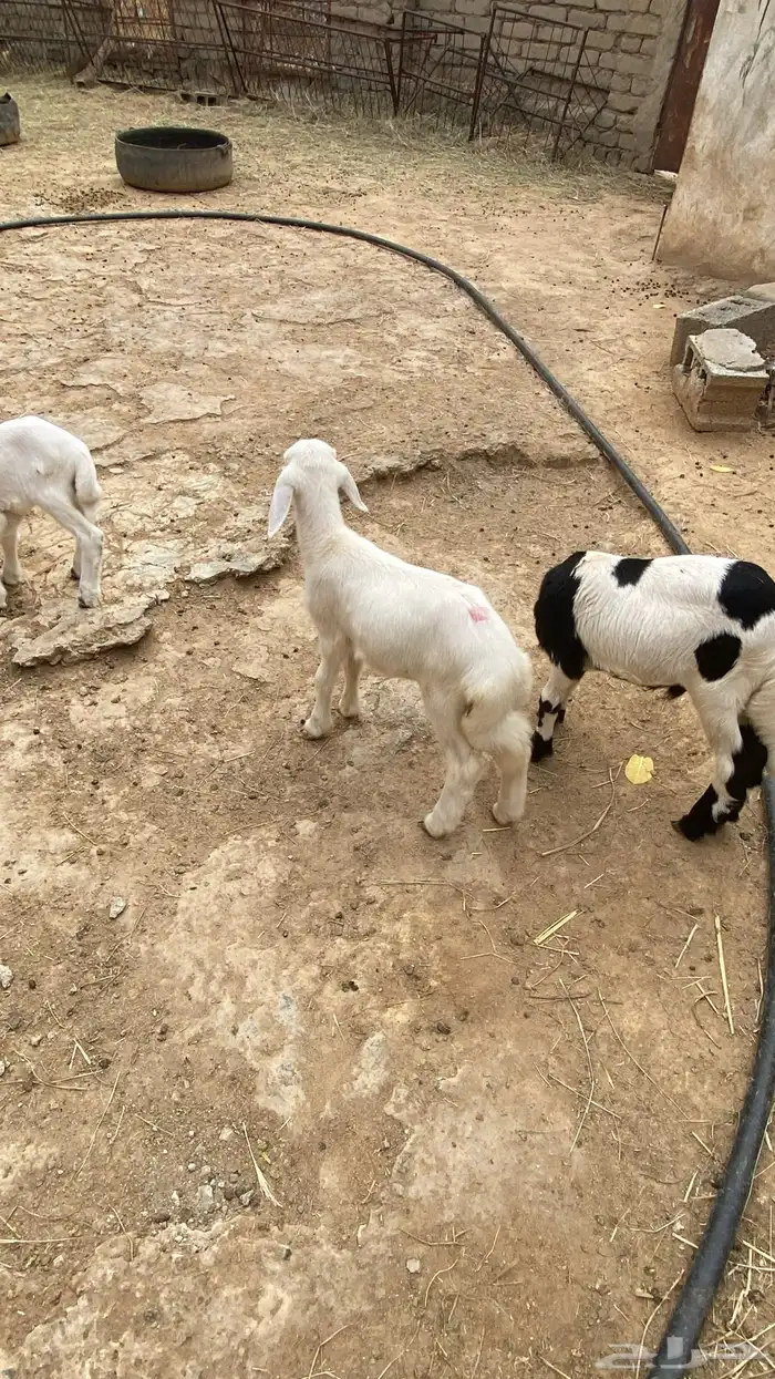 خروف وثنتين رخال دواغير 3