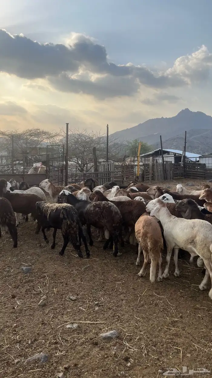 سواكن فلل شحم ولحم 2