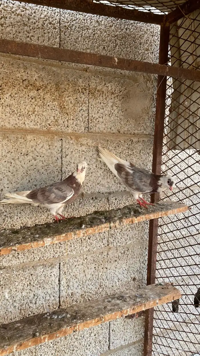 طبه قطايف 2