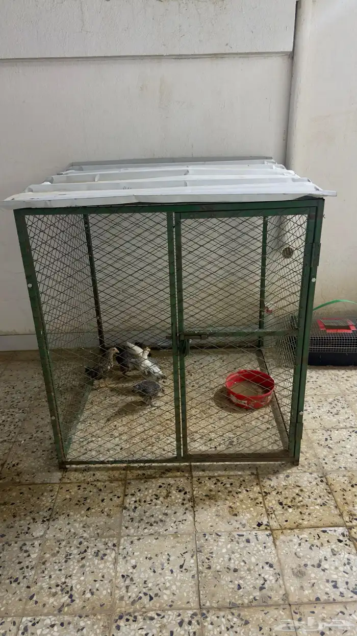 شبك بقلاوة 1