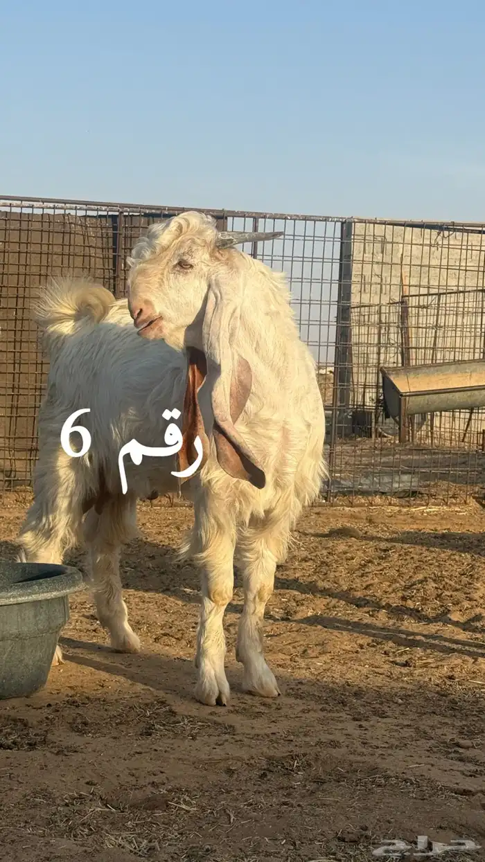 السلام عليكم للبيع مشاريع فحول الاعمار ما بين 7 الي 8 شهور 9