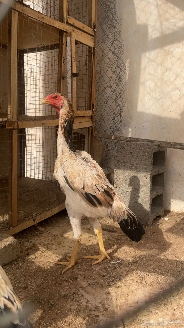 دجاجه شامو يباني بشاير 1