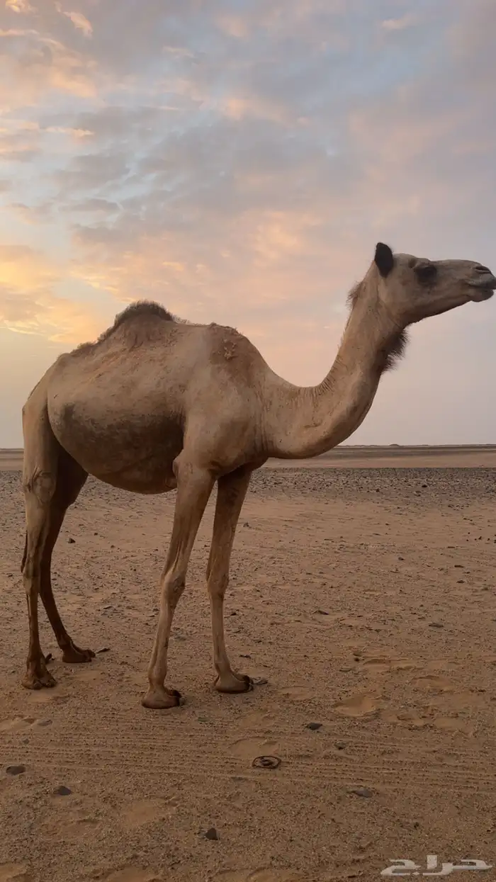 ناقه 0
