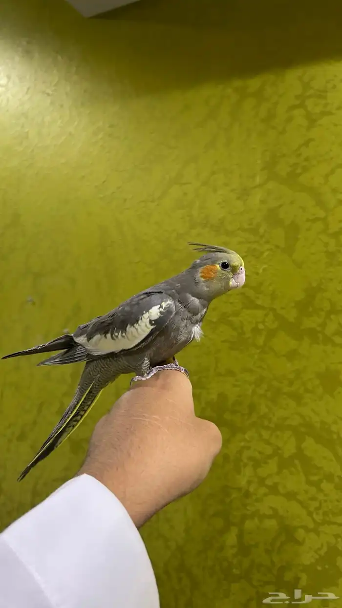للبيع كروان نورمل اليف 2