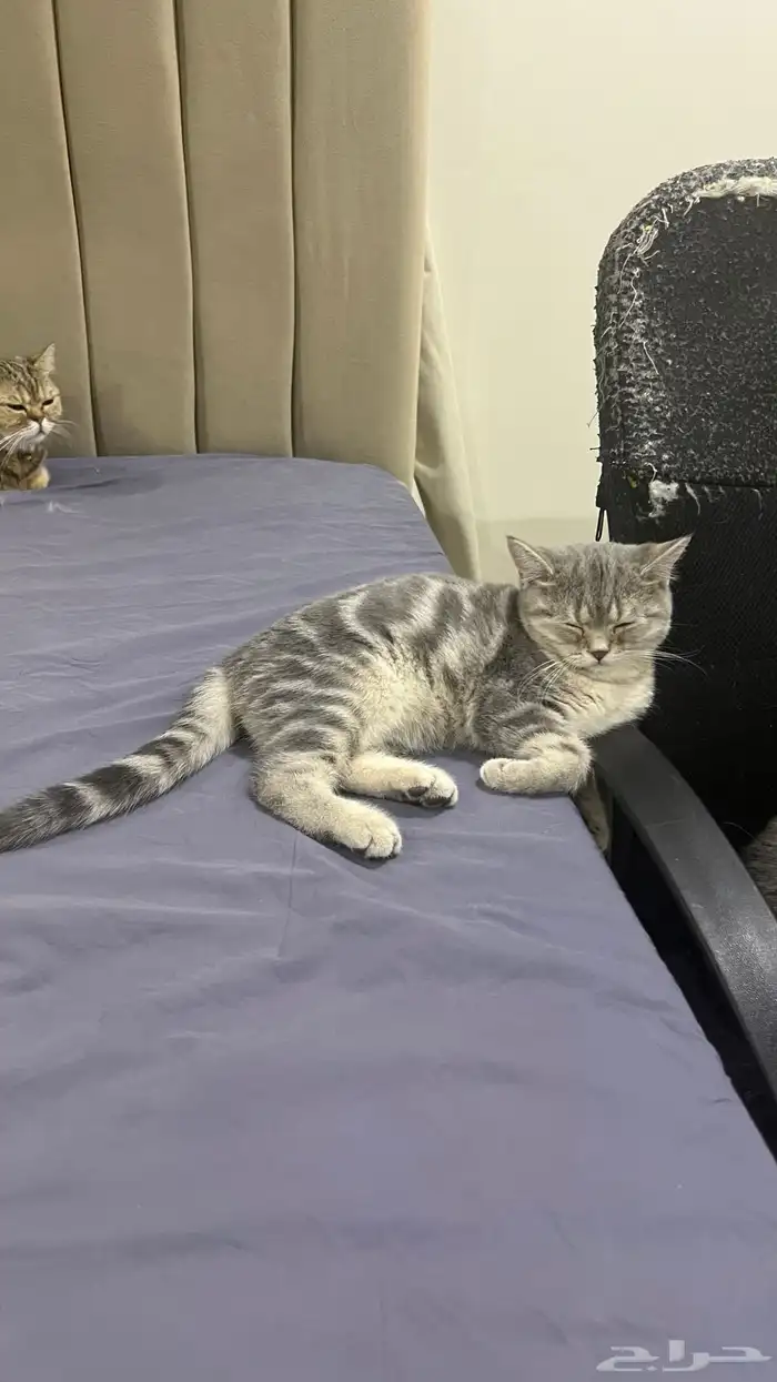 قطط سكوتش فولد وستريت 11