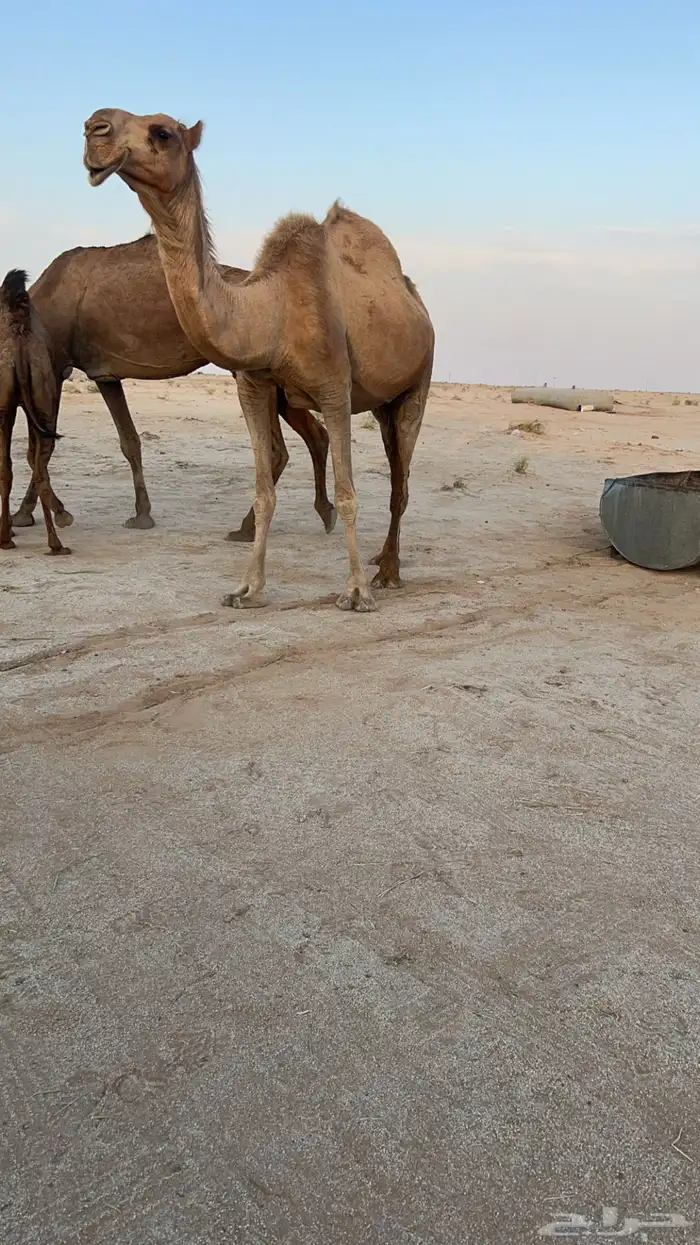 ابل للبيع 5