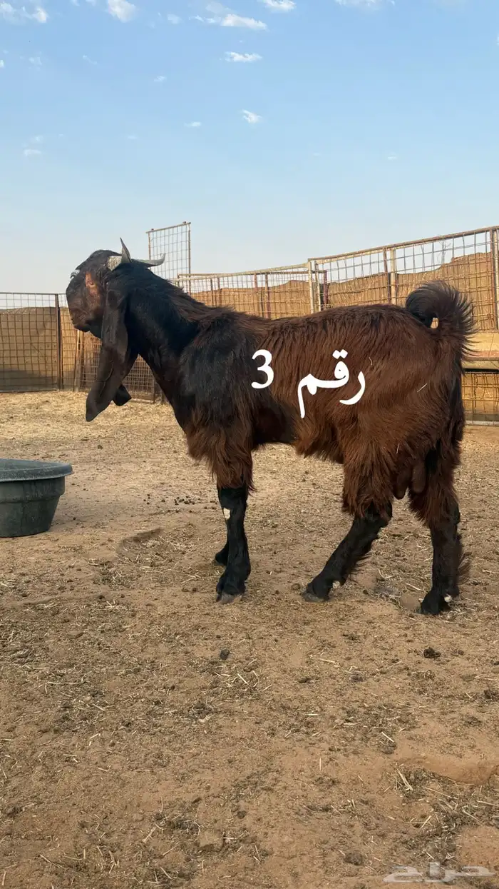 السلام عليكم للبيع مشاريع فحول الاعمار ما بين 7 الي 8 شهور 3