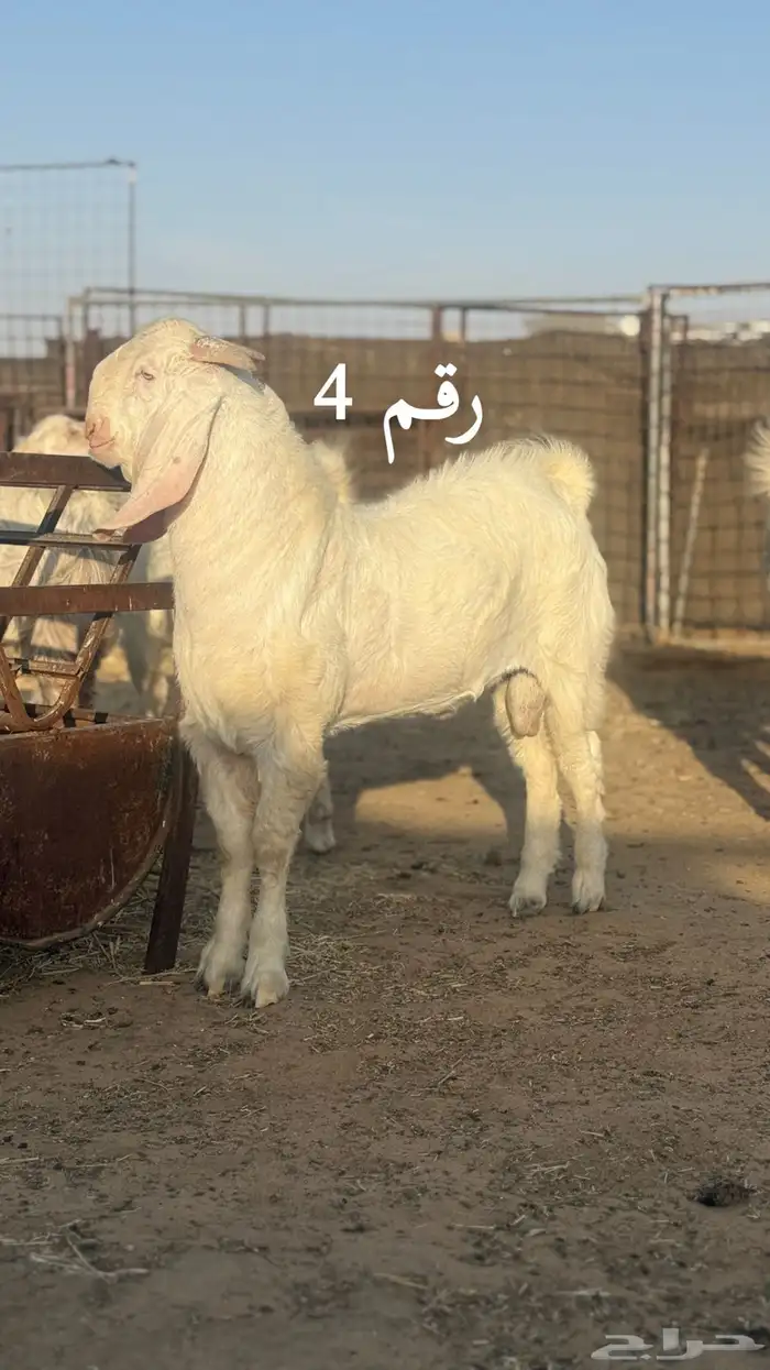 السلام عليكم للبيع مشاريع فحول الاعمار ما بين 7 الي 8 شهور 6