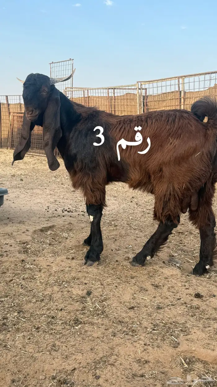 السلام عليكم للبيع مشاريع فحول الاعمار ما بين 7 الي 8 شهور 4