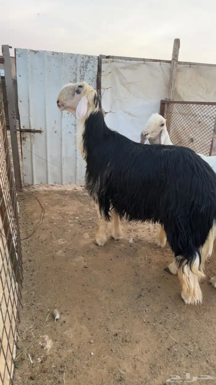 بهم حريات 6 شهور وطالع وفحل نجد وفحل عيسي 8