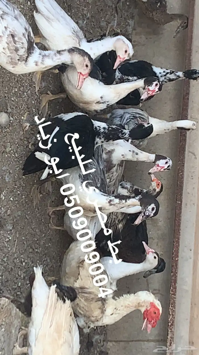 بط مصري للبيع 1