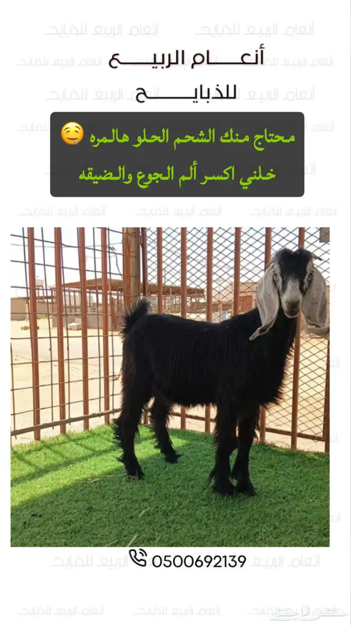 تيوس عدد 6 للبيع 2