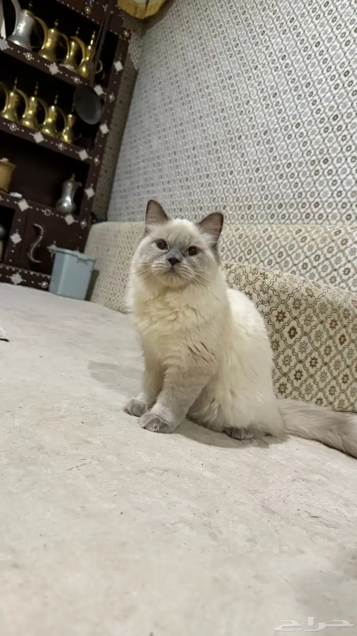 قطوه سكوتش تكفون اشتروها 0