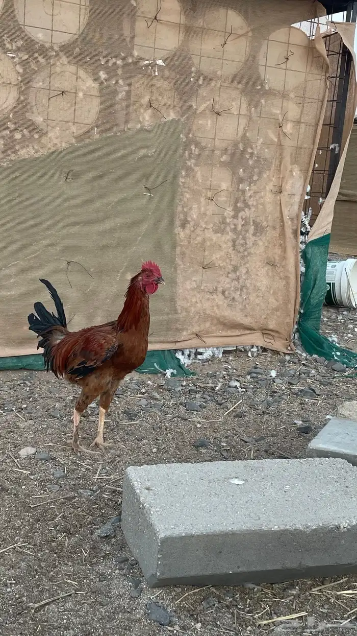 ديك. ديوك 0