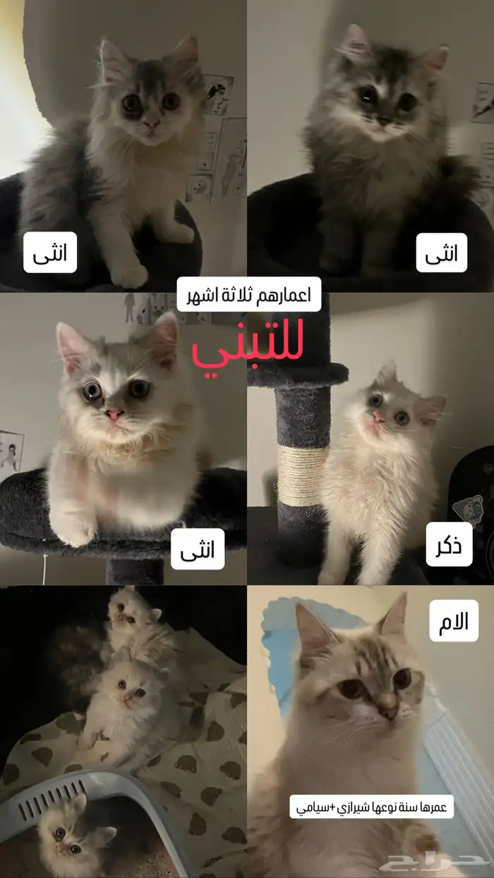 قطط للتبني 3
