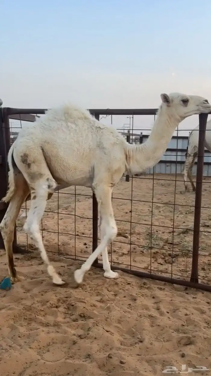 حوار ضيار أو تربيه 1