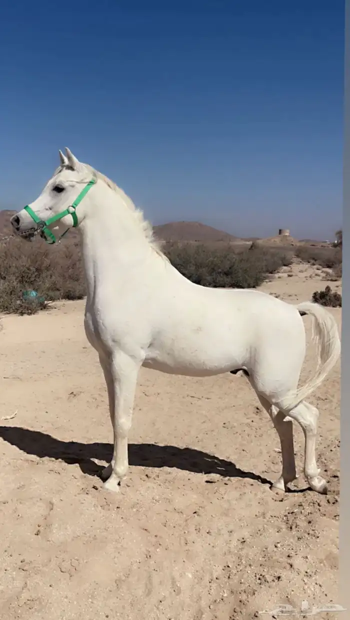 خيل شعبي 0